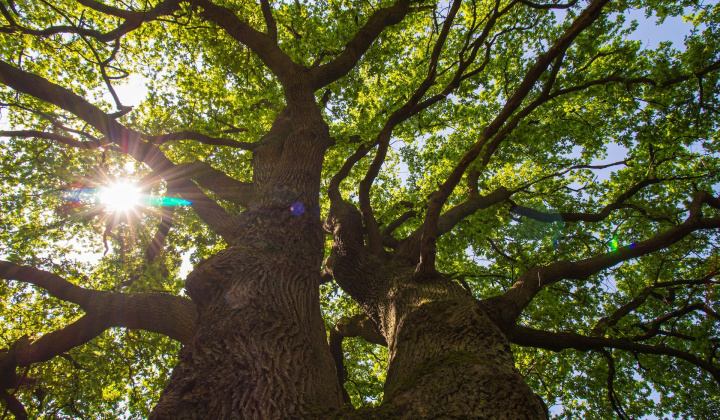 bukové alebo dubové schody